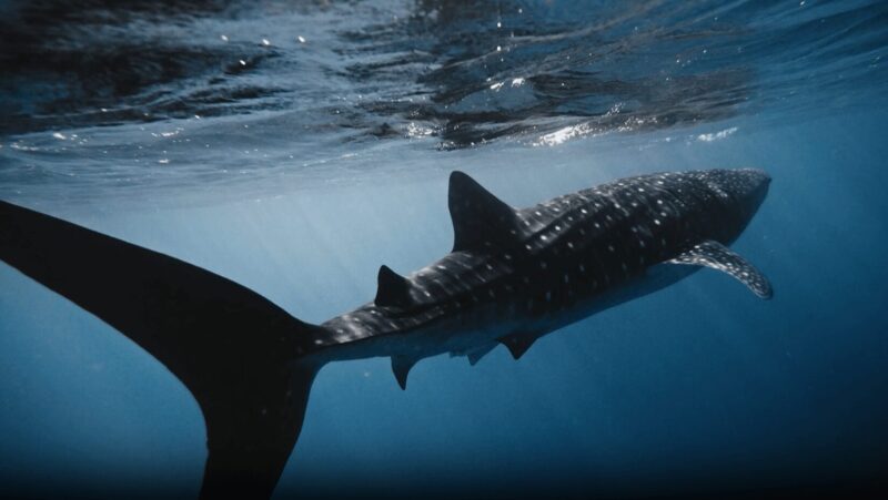 Underwater view of a whale shark swimming near the surface at El Hierro's El Bajón Dive Centre.